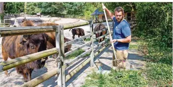  ?? FOTO: DANIEL KARMANN/DPA ?? Der Auszubilde­nde Andrej Streichert liefert Futter-Nachschub für die Bisons.