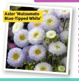  ??  ?? Aster ‘Matsumoto Blue-Tipped White’