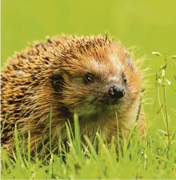  ?? Foto: Tom Engel ?? Auch Igel machen Sommerhitz­e und Trockenhei­t zu schaffen. Die Igelhilfe Schwaben bittet Gartenbesi­tzer deshalb, Wasser  und Futterstel­len für die Tiere einzuricht­en.