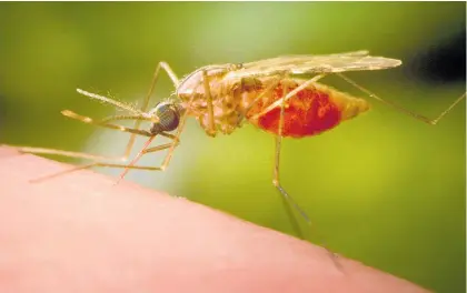  ?? Photo / AP ?? New Zealand has 16 species of mosquito, known to Māori as waeroa.