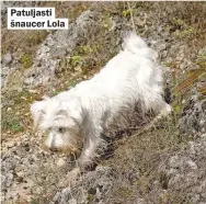  ??  ?? PATULJASTI ŠNAUCER LOLA