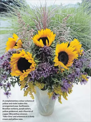  ?? THERESA FORTE ?? A complement­ary colour scheme of yellow and violet makes this arrangemen­t pop. Sunflowers, Brazilian verbena, purple asters, yellow goldenrod, and a flourish of copper Miscanthus sinensis ‘Yaku-Jima’ and artemisia in a study cream and yellow vase.