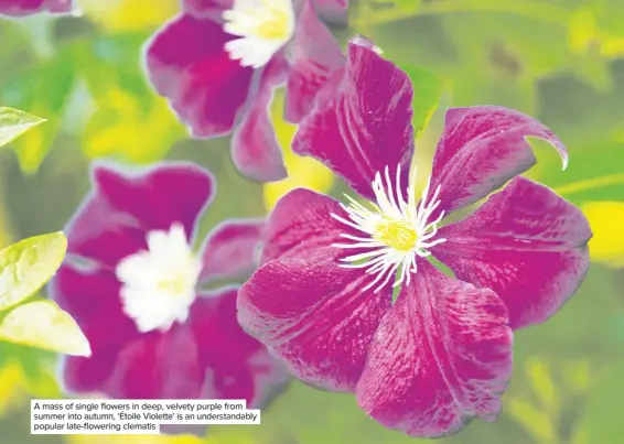  ??  ?? A mass of single flowers in deep, velvety purple from summer into autumn, ‘Étoile Violette’ is an understand­ably popular late-flowering clematis