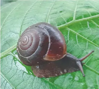  ?? ?? Controllin­g snails and slugs takes a multi-pronged approach. When numbers are high and particular­ly when the plants are valuable, don’t muck about.