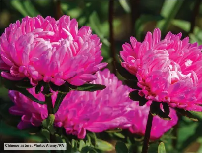  ?? ?? Chinese asters. Photo: Alamy/PA