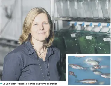  ??  ?? 0 Dr Sonia Rey Planellas led the study into zebrafish