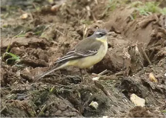  ?? ?? NINE: Eastern Yellow Wagtail (Sedgeford, Norfolk, 22 January 2020). Many of the firstwinte­r Eastern Yellow Wagtails that have reached western Europe are distinctiv­ely grey and white, but this recent wintering male in Norfolk – considered by many to be of the subspecies tschutsche­nsis – gives a much better impression of what a spring male should look like. Its appearance recalls a dull Blueheaded Wagtail, but the head is greyer and slightly darker, especially on the lores, and there is no pale subocular mark on the ear coverts.