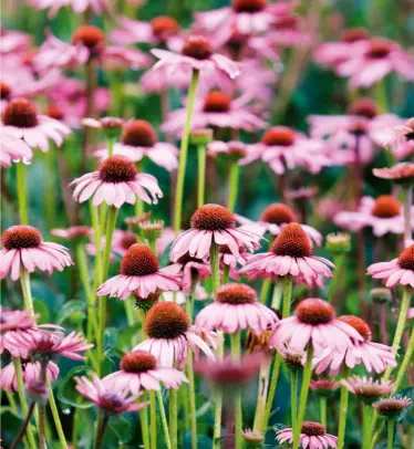  ?? ?? HOW TO GROW These low-maintenanc­e perennials require well-drained soil and full sun. Plant them in summer and, come winter, ensure the soil around them doesn’t get too wet. Coneflower­s can be propagated by division but generally prefer to be left alone.