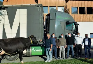  ??  ?? Una mucca al fianco di un camion? Il biogas che alimenta Fercam proviene dai reflui degli allevament­i di bovini