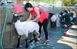  ?? Photos by Chris Kaufman/ Appeal-Democrat ?? Arbuckle FFA members Janeli Moreno, left, Mariana Ayla and Destiny Silva, wash their lambs on Saturday at the Colusa County Fairground­s in Colusa.