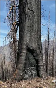  ?? RECORDER PHOTO BY CHARLES WHISNAND ?? This tree in the Alder Creek Grove had survived fires over thousands of years. But because of fire suppressio­n, lack of management, and the drought, it succumbed to the Castle Fire.