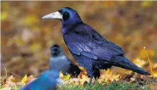  ?? PHOTO: SUPPLIED ?? Pest . . . A rook in the wild.