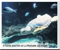  ??  ?? A turtle and fish at La Rochelle aquarium