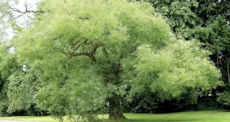  ??  ?? Ariosa
Il nome è Sophora japonica, anche se i botanici non la chiamano più così Ora si chiama Stipholobi­um japonicum