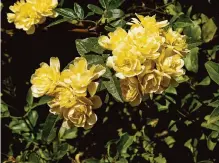  ?? Konstantin­os Livadas/getty Images/istockphot­o ?? Lady Banks Rose provides a cover for birds. They work well as a link between shade trees and lower-growing plants.