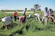  ?? [AP PHOTO] ?? Officials search for a ball hit by Emiliano Grillo of Argentina into the fescue on the first hole during the first round of the U.S. Open Golf Championsh­ip on Thursday.