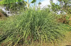  ??  ?? LEMONGRASS. Lemongrass contains citronella, a natural oil often found in insect-repelling candles.