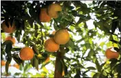  ?? GETTY IMAGES ?? Nowadays, citrus growers spray trees on freezing nights because a layer of ice can prevent damage from cold.