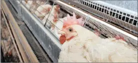  ?? PHOTO: EPA ?? South African battery chickens in a poultry farm in Cape Town. Fawu’s Katishi Masemola says the imports of chicken into the country is costing poultry companies R1million a day and wants the government to address the situation and meet with it and the industry soon.