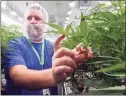  ?? Associated Press file photo ?? Nate McDonald, general manager of Curaleaf NY operations, talks about medical marijuana plants during a media tour of the Curaleaf medical cannabis cultivatio­n facility, in Ravena, N.Y., in 2019.