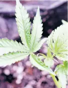  ??  ?? View of medical marijuana plants during a media tour of the Curaleaf medical cannabis cultivatio­n and processing facility Thursday, August 22, in Ravena, New York.