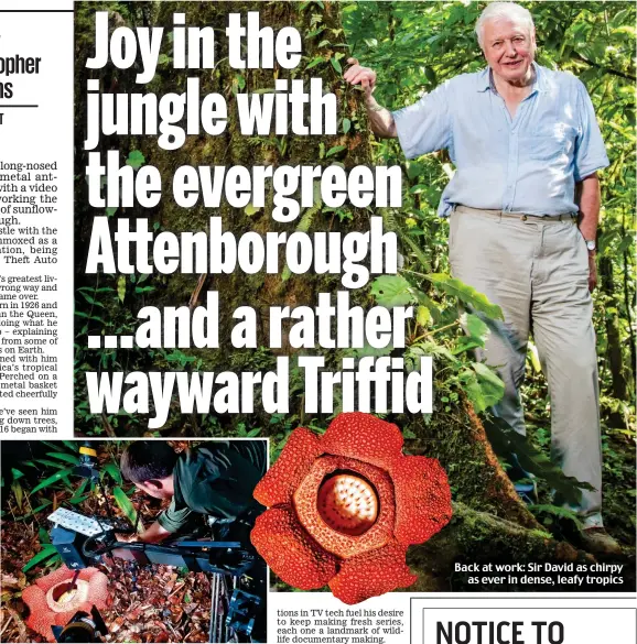  ?? ?? Rainforest wonders: The Triffid camera in action on the curious ‘corpse flower’ in Borneo, pictured above right Back at work: Sir David as chirpy as ever in dense, leafy tropics