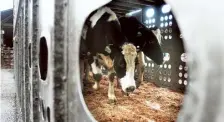  ?? AP ?? Silent spread: The H5N1 virus had a single point of introducti­on in late 2023 and spread undetected among cattle in the U.S.