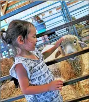  ?? FILE PHOTO ?? Three-year-old Rosa of Hoosick Falls pets a sheep on Labor Day 2018 at The Schaghtico­ke Fair.