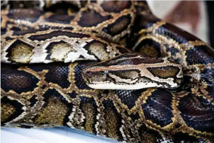  ?? ?? A Burmese python in Miami, Florida, in 2021. Photograph: Patrick Connolly/Orlando Sentinel via Getty Images