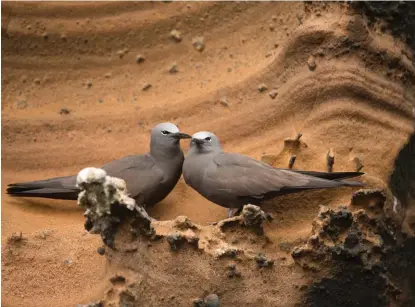  ??  ?? Gaviotín Pardo. / Brown Noddy.