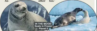  ?? ?? IN THE MOOD: Seals in Frozen Planet II