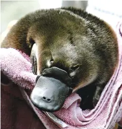 Two Platypuses Decapitated In Despicable Australia Killings Pressreader