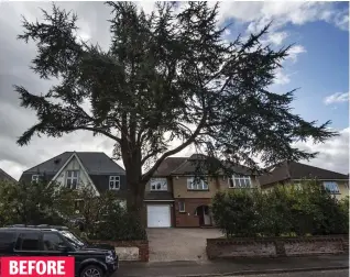  ??  ?? BEFORE
Standing tall: The 50ft protected cedar. Right and inset: The tree after its branches were lopped off