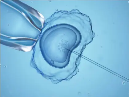  ?? Photograph: Sebastian Kaulitzki/Getty Images/ Science Photo Library RF ?? The state supreme court effectivel­y ruled that fertilized eggs and embryos are ‘children’.