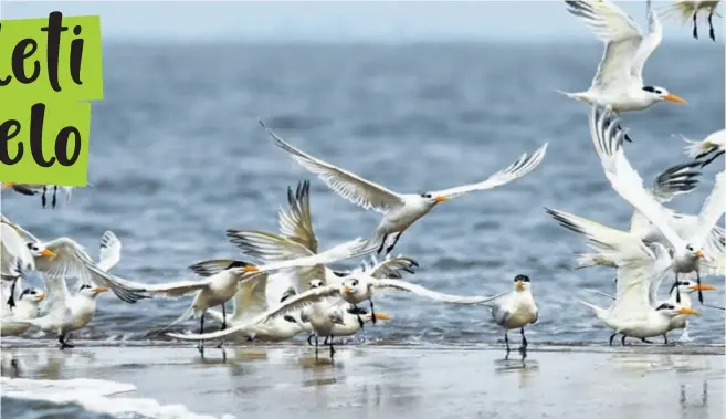  ?? © Jaap van der Waarde / WWF Netherland­s ?? La sterna artica è tra gli uccelli che volano da una parte all’altra del mondo