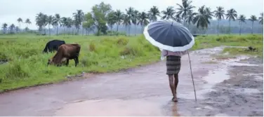  ?? Associated Press ?? ↑
A man keeps a watch on his grazing cows on a rainy day in Kochi on Saturday.