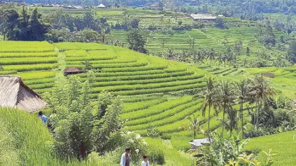  ??  ?? Amazing rices terraces in Jati Luwih, Indonesia, another tourist destinatio­n.