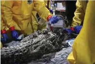  ?? Laura Carver/Louisiana Department of Wildlife and Fisheries via AP ?? In this photo provided by the Louisiana Department of Wildlife and Fisheries, a 6-foot alligator is washed Thursday at a wildlife rehabilita­tion facility set up after 300,000 gallons of diesel fuel poured out of a broken pipeline near Chalmette, La. The alligator is among at least 78 rescued since the spill on Dec. 27, 2021. At least 33 have been cleaned up and released in Bayou Sauvage National Wildlife Refuge in New Orleans, about 10 miles from the spill site.