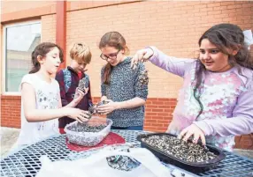  ?? ARIEL COBBERT/THE COMMERCIAL APPEAL ?? Garden Club students at Bailey Station Elementary make pine cone bird feeders Feb. 3 in Colliervil­le, Tennessee. This year the students might participat­e in the Great Backyard Bird Count.