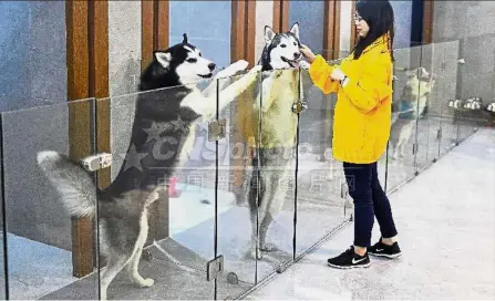  ??  ?? Room service: An employee petting some of her ‘guests’ at a pet hotel in Guangzhou, Guangdong province. — China Daily/Asia News Network