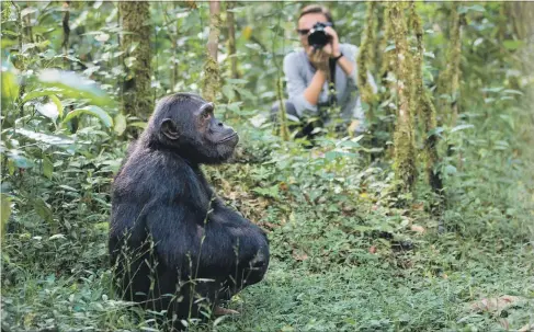 ??  ?? Ein Schimpanse mit seinem Verwandten, mit dem er fast 99 Prozent des Erbguts teilt. Links Fischer auf dem Lake Edward, der wichtige Nahrungs- und Einnahmequ­elle für viele Einheimisc­he ist.