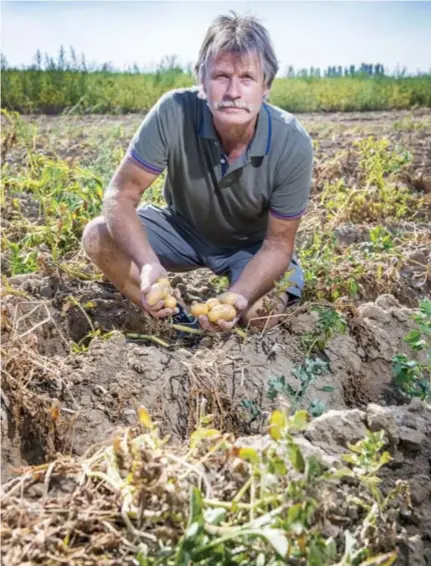  ?? FOTO FRANK BAHNMULLER ?? Guy Depraetere, algemeen secretaris van het Algemeen Boerensynd­icaat, toont zijn kleine aardappele­n.