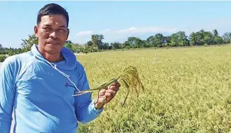  ??  ?? Roger Sorel in his rice field planted to Quadro Alas in Maragondon, Cavite.