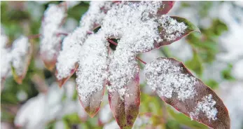  ?? FOTOS: ANDREA WARNECKE ?? Auch bei kalten Temperatur­en im Winter hat die Mahonie noch immergrüne­s Blattwerk.