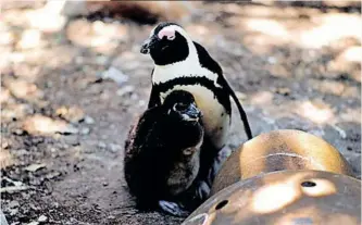  ?? IAN LANDSBERG African News Agency (ANA) ?? AN AFRICAN penguin mom with her chick at a nest at Boulders Beach. |