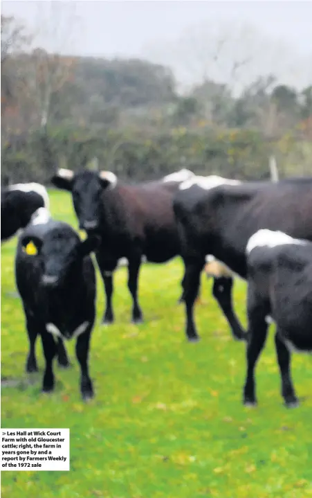  ??  ?? Les Hall at Wick Court Farm with old Gloucester cattle; right, the farm in years gone by and a report by Farmers Weekly of the 1972 sale