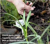  ??  ?? Check garlic plants regularly for signs of pest or disease attack