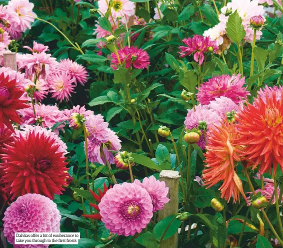  ??  ?? Dahlias offer a hit of exuberance to take you through to the first frosts