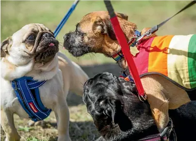  ?? PHOTO: DAVID WALKER/FAIRFAX NZ ?? People were encouraged to dress their pooches up in rainbow colours.