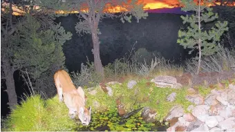  ?? COURTESY OF HARI BISWANATHA­N ?? Los Alamos resident Hari Biswanatha­n, who captured this photo of a cougar at a pond in his parents’ backyard, will discuss wildlife photograph­er as part of the upcoming Los Alamos ScienceFes­t.